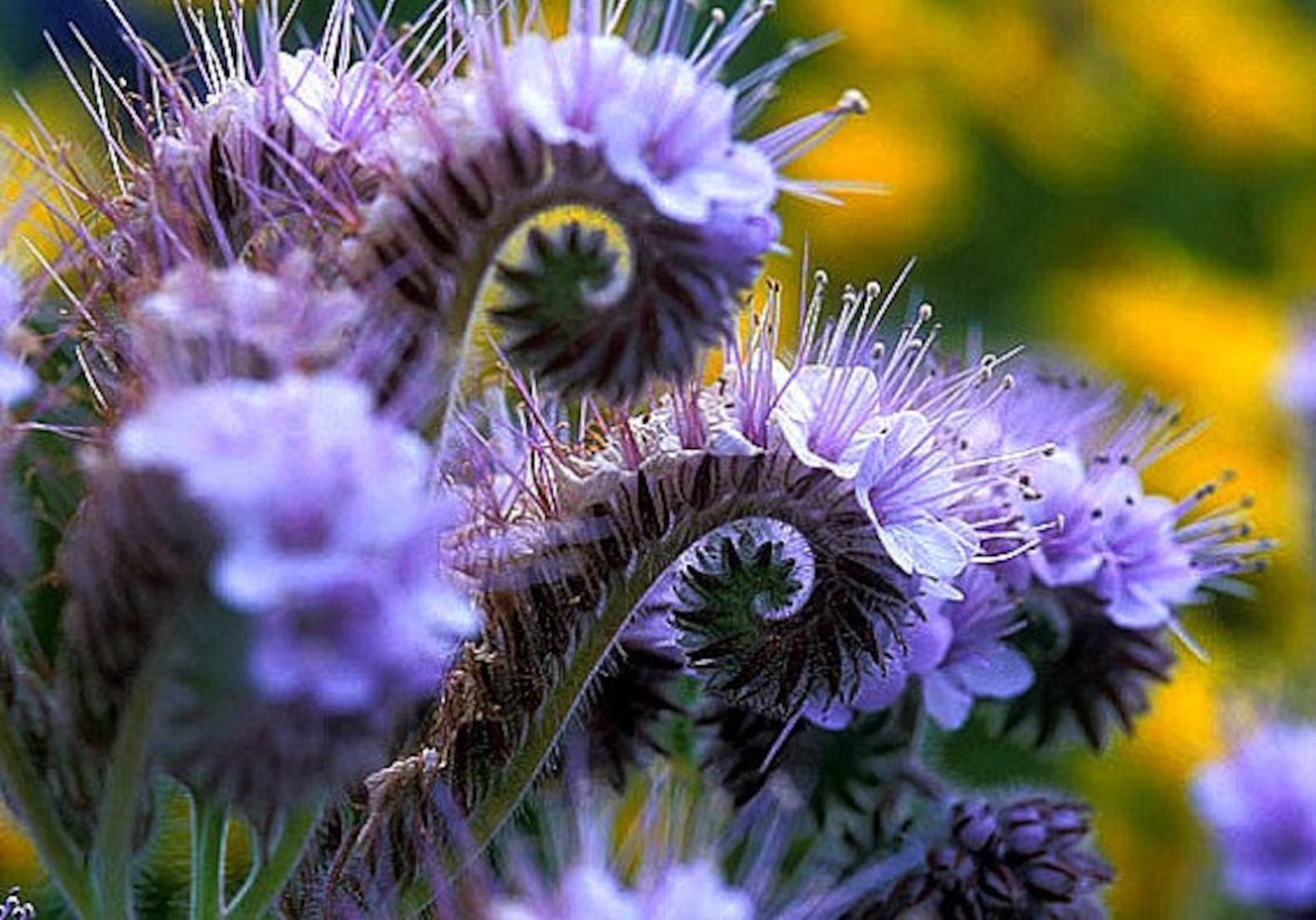 1000+ LACY PHACELIA SEEDS — PURPLE TANSY FLOWER — FRESH