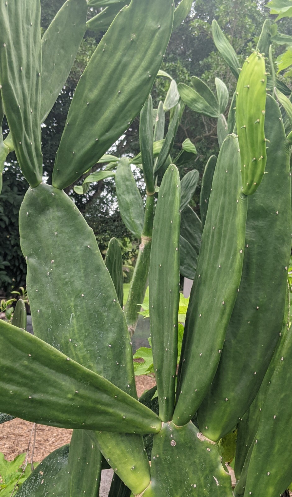 Spineless Thornless Edible, Prickly Pear Cactus, Pad Leaf Cuttings