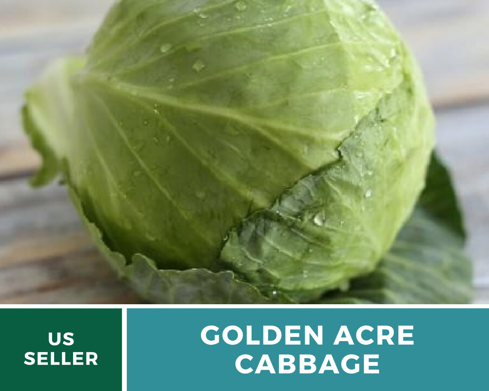 Cabbage, Golden Acre – 200 Seeds – Sow Spring & Summer – Heirloom – NonGMO