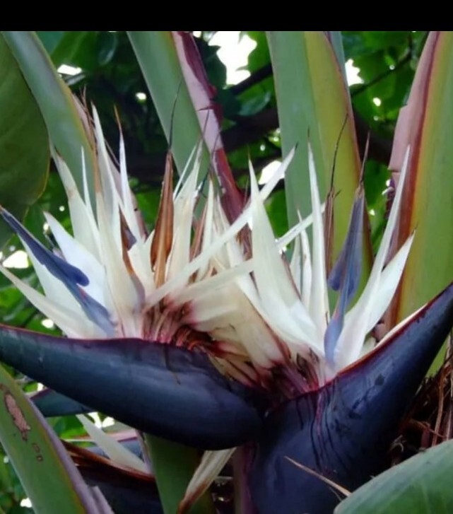 White Bird of Paradise – Strelitzia Reginae Plant Quarter Pot Healthy 12+ Inchs