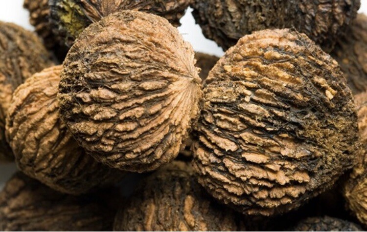 2-3 year old Black walnut tree, Julans Nigra, edible nuts