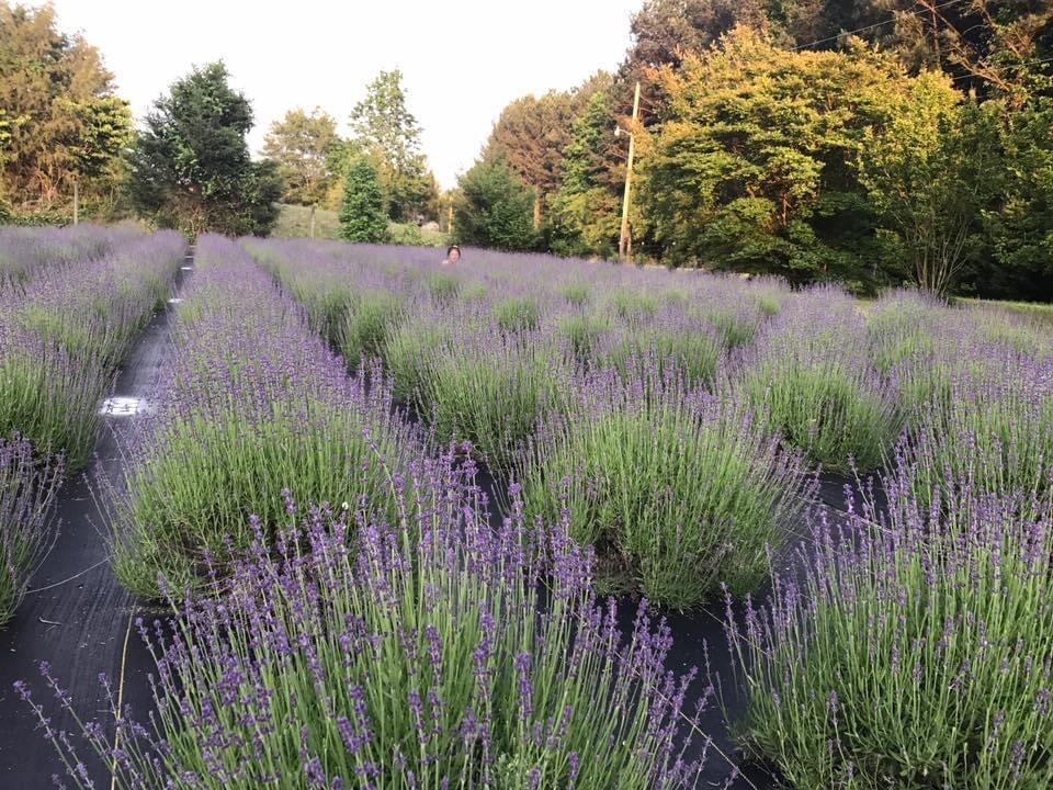 Lavender Live Plants, Spa Plants, Aromatic Herb, Well Rooted Plugs FOR SALE