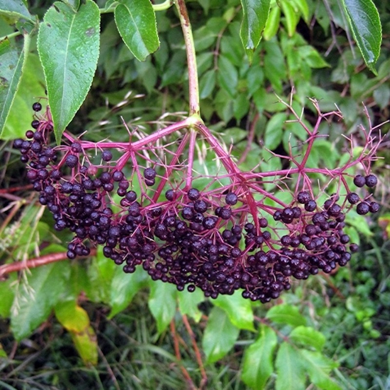 5 American Elderberry Tree 12-24″ Tall Sambucus canadensis Bare Root