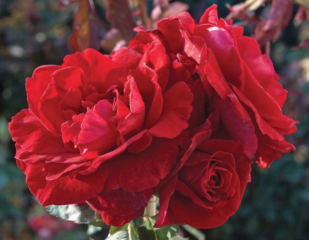 Don Juan Red Climbing Rose – Live Plant – ( 1 QT ) – Fragrant Blooms