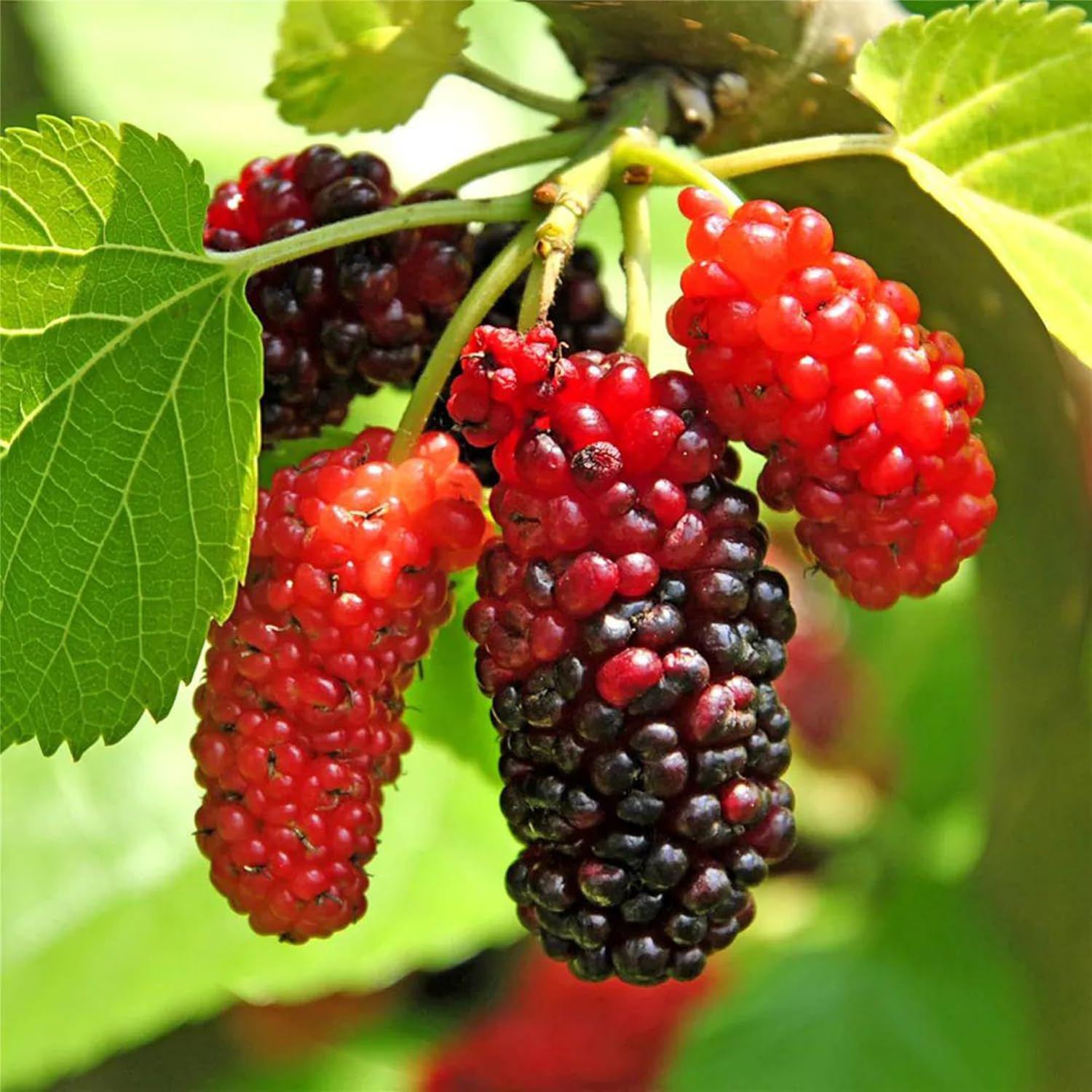 1500pcs Mixed Berry Seeds Kit for Planting (Strawberriy, Blueberry, Raspberry…