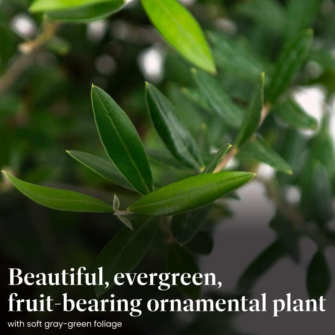 Live Olive Tree, Arbequina – Real Fruiting, Edible Indoor/Outdoor Houseplant – 8