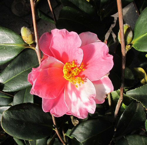 **SHIBORI-EGAO**Bicolor Bloom**Camellia Japonica-Live Starter Plant -USA Seller-
