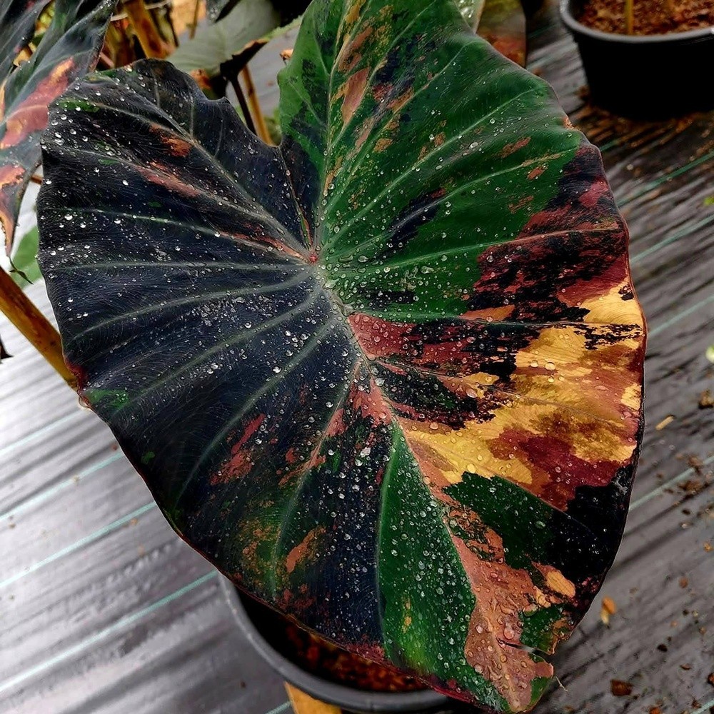 Colocasia Variegated Bulb Elephant Ear Episode One Tuber New Hybrid RARE