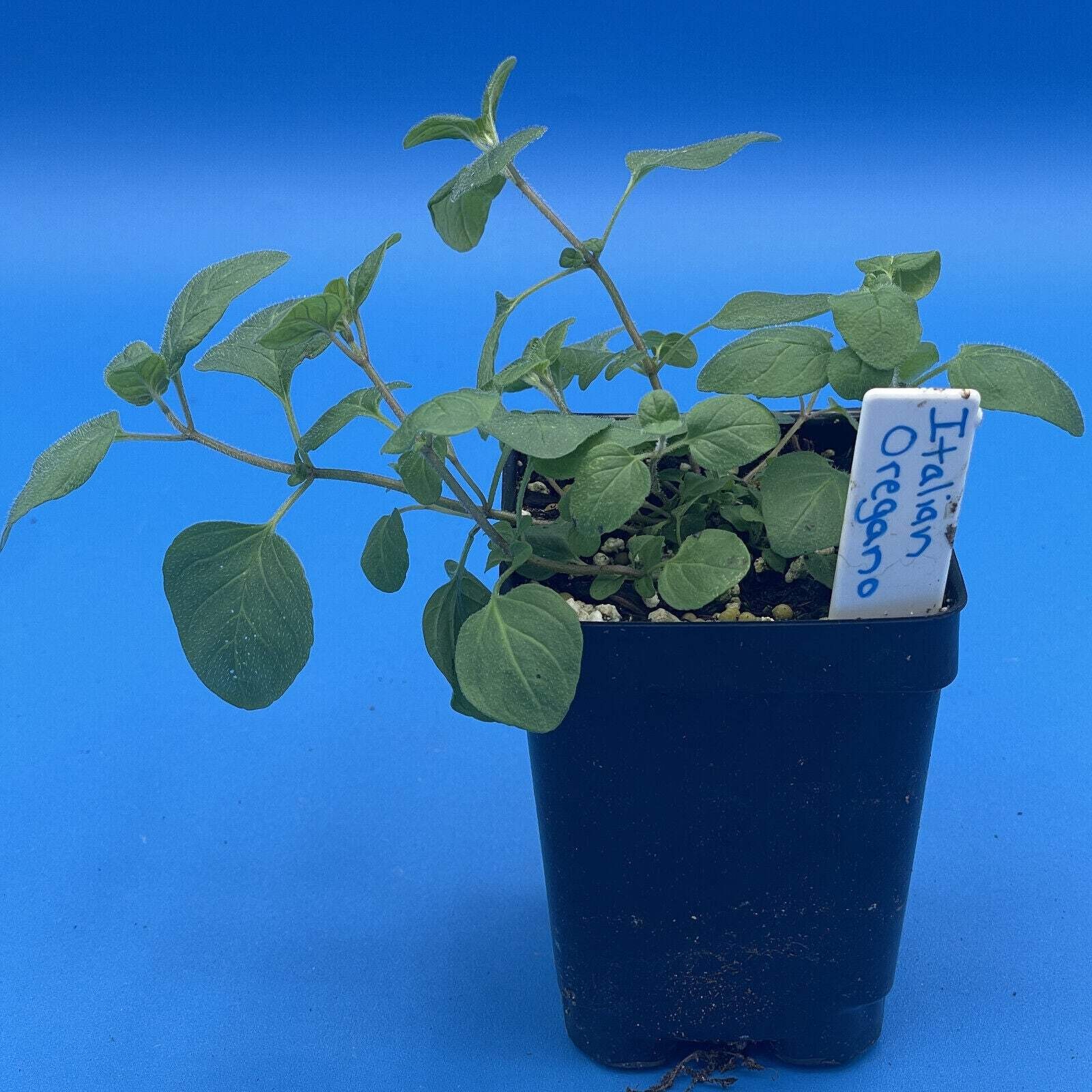 Italian Oregano Live Plant 3″ Starter Pot – Origanum vulgare