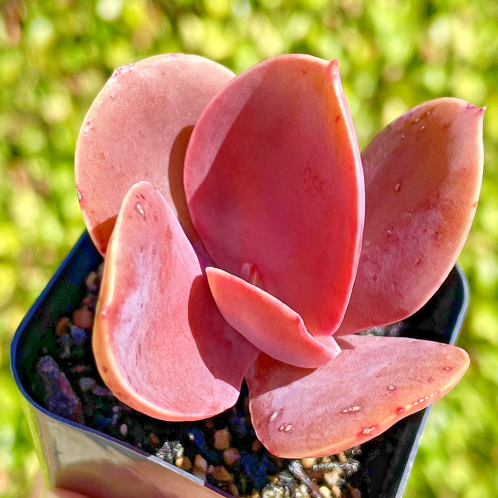 Rare Echeveria Burgundy Red Pink Paddle Leaf Succulent Rooted Live Plant 2.5″