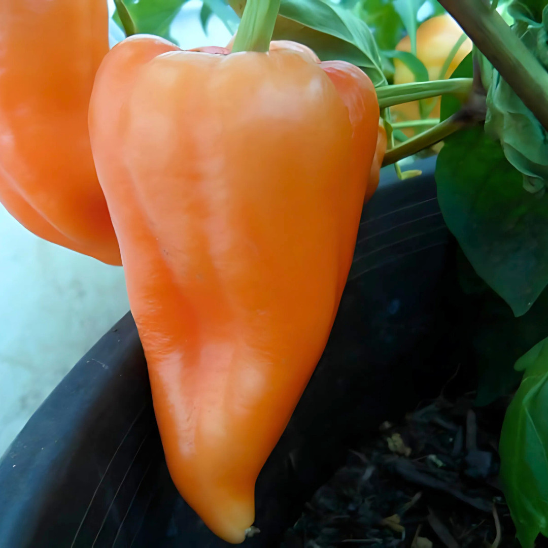 Fresh Paprika Pepper Seeds | Organic | Heirloom Non-GMO | Vegetable Seeds