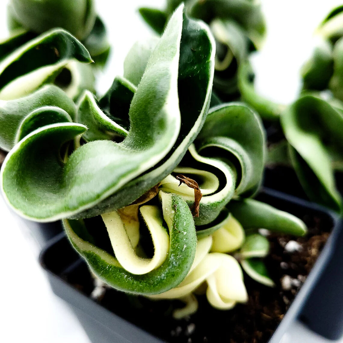Hoya Hindu Rope Variegated Live Houseplant (Available in 2.5″ and 4″ Pot)