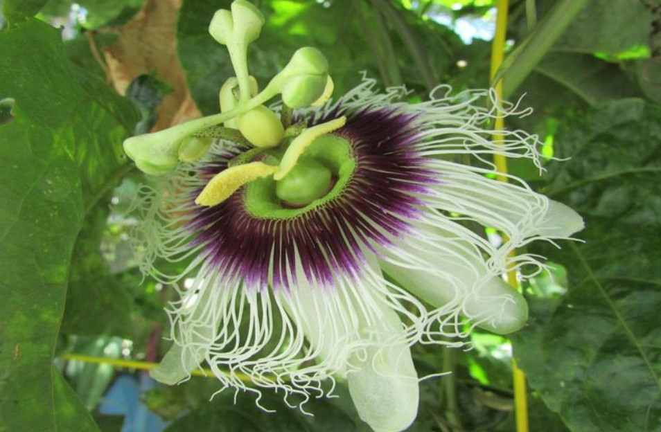 2 Purple Passion Fruit Starter Plant Possum Live Passiflora edulis Self Fertile