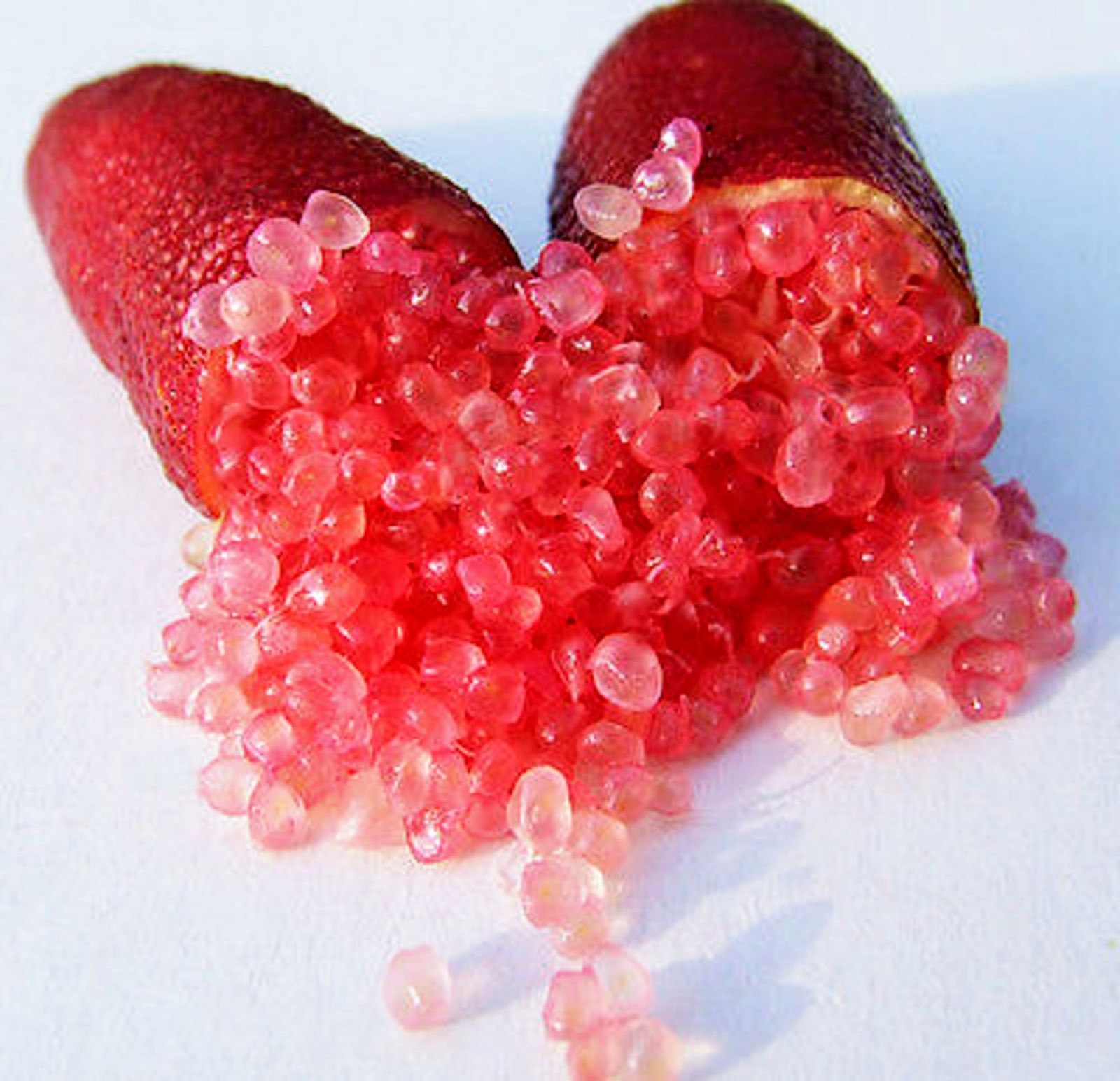 Red Finger Lime Tree – 36″-48″ Tall Fruit Caviar Tree- With 2Day SHIPPING