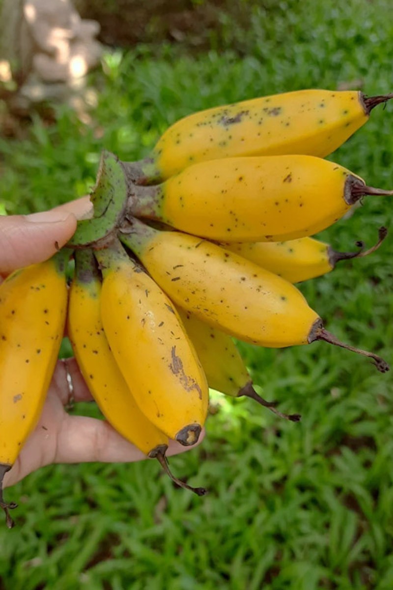 1 Truly Tiny Banana Starter Plug Musa acuminata Live Plant