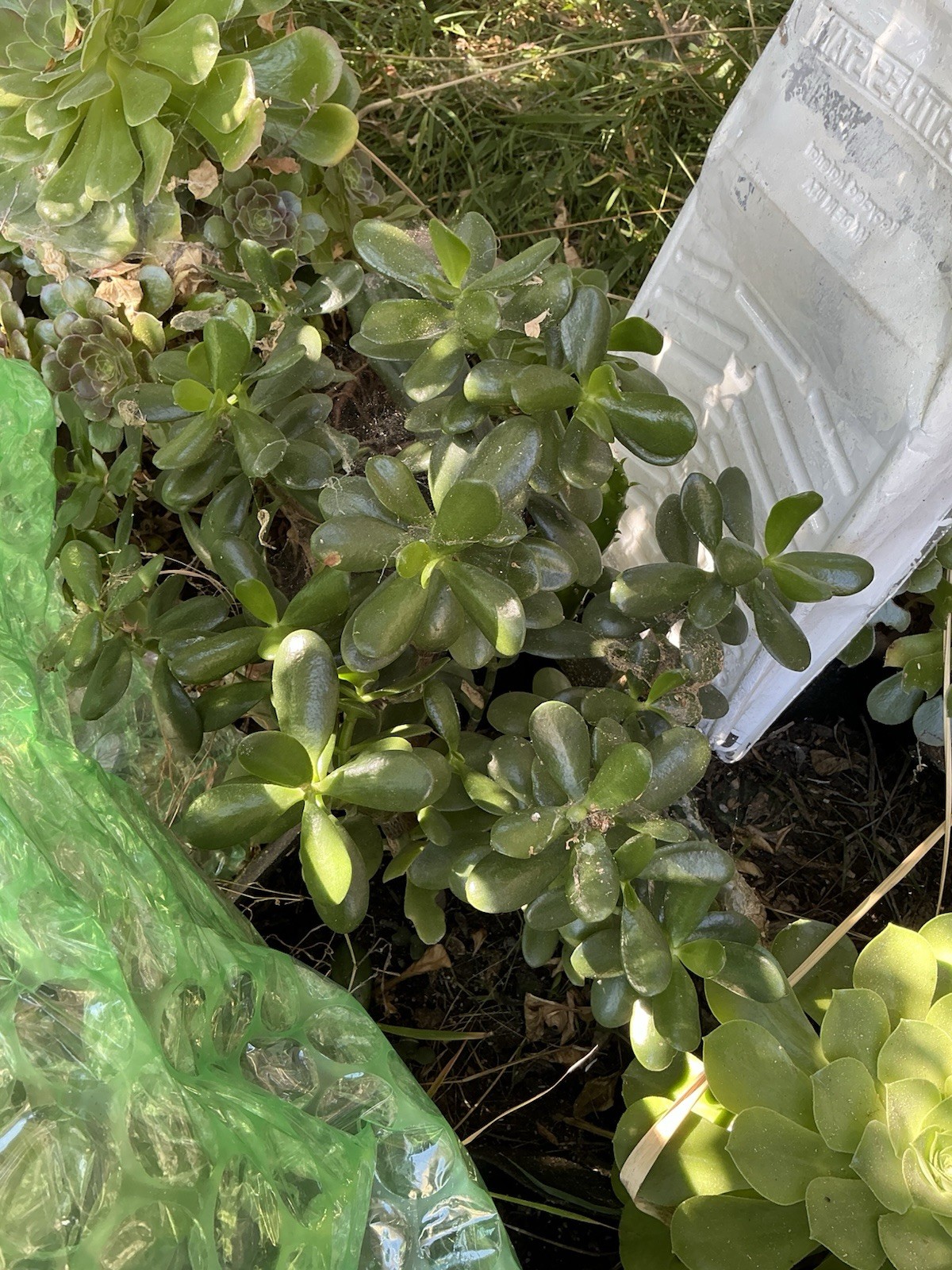 Healthy lush green Crassula Ovata Jade Plant cluster, Rooted 19” tall with roots