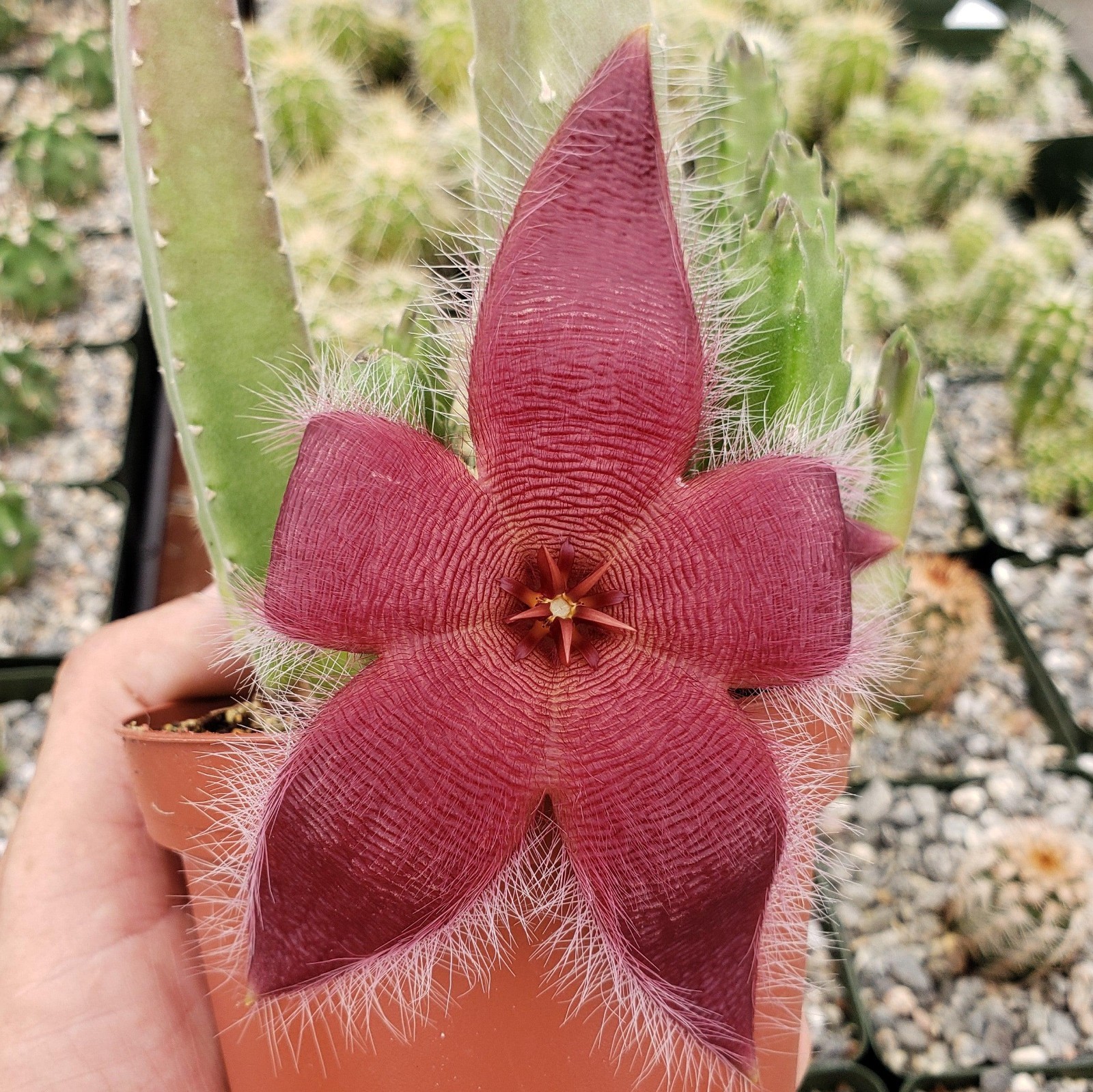 Stinky Rare & Unusual Stapeliad Succulent – Rooted Plant in 4” Nursery Pot