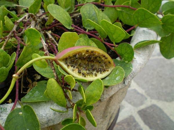 Capparis spinosa | Caper Bush | Flinders Rose | 100 Seeds