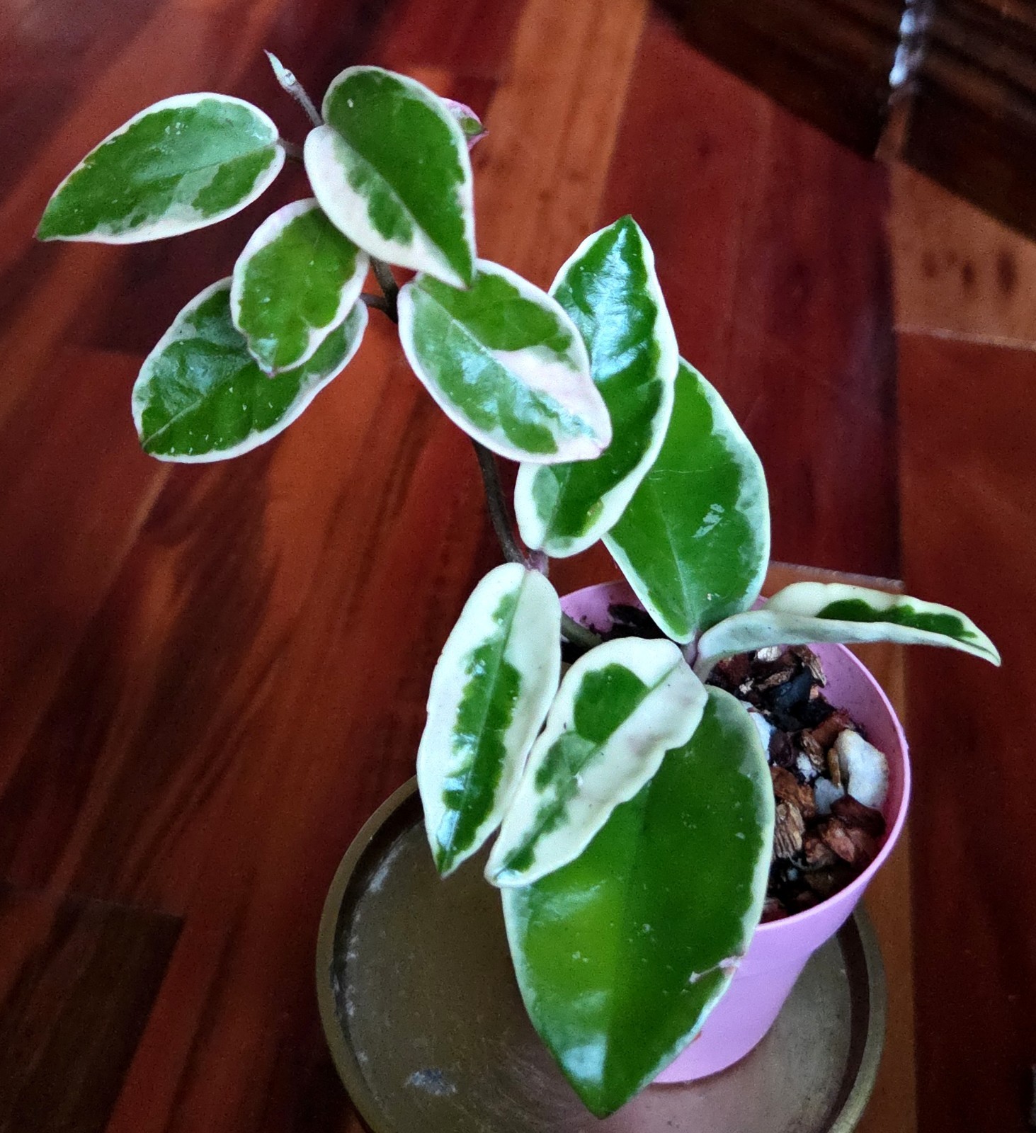 Rare Hoya Suzie Q Hybrid 8″ Tall Not Monstera Philodendron Aroid Anthurium