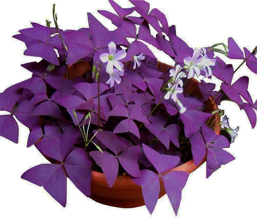 12PCS Purple Shamrocks Bulbs Good Luck Plant Purple Oxalis Bulbs for Planting…