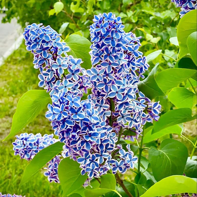 220+ Mix Lilac Flower Seeds for Planting- Fragrant Flowers Flower Perennial Bush