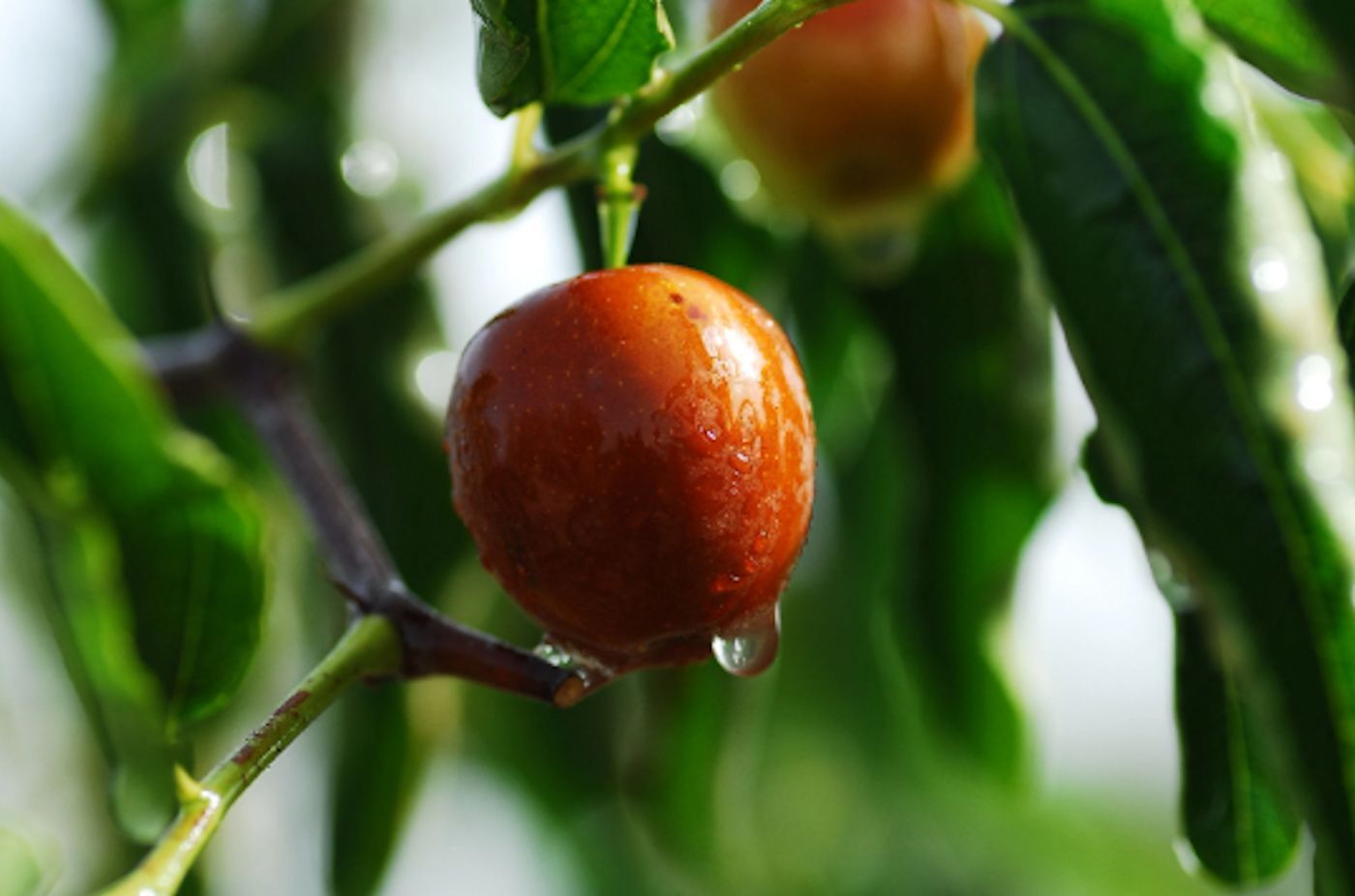 Ziziphus mauritiana Seeds – Indian Jujube Tree -RARE Tropical – zizyphus