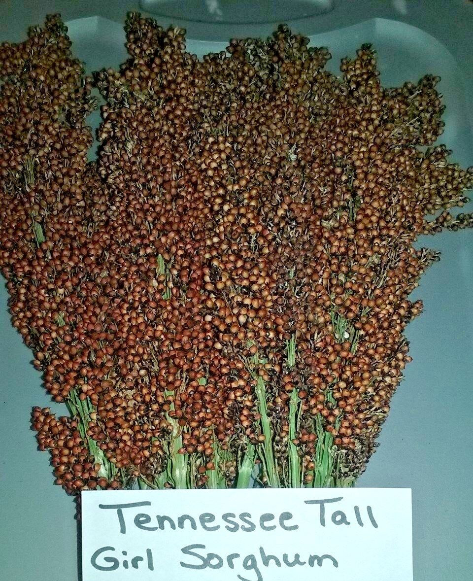 Tennessee Tall Girl Sorghum – 30 Seeds MAKES A MEDIUM DARK SYRUP- HIGH YIELDS!