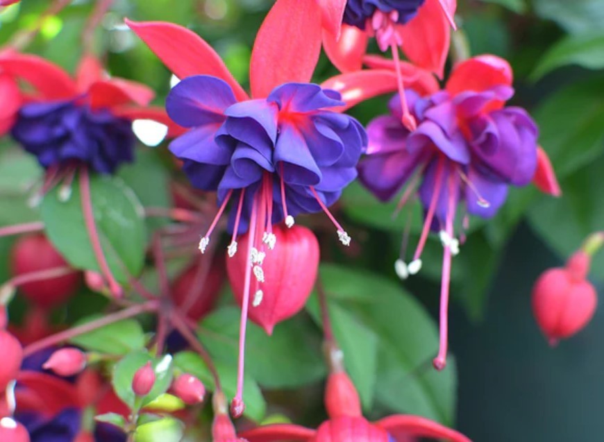 Blue Eyes Fuchsia Starter Live Plant – 2-5″ Tall – 3″ Pot – Zones 9-11