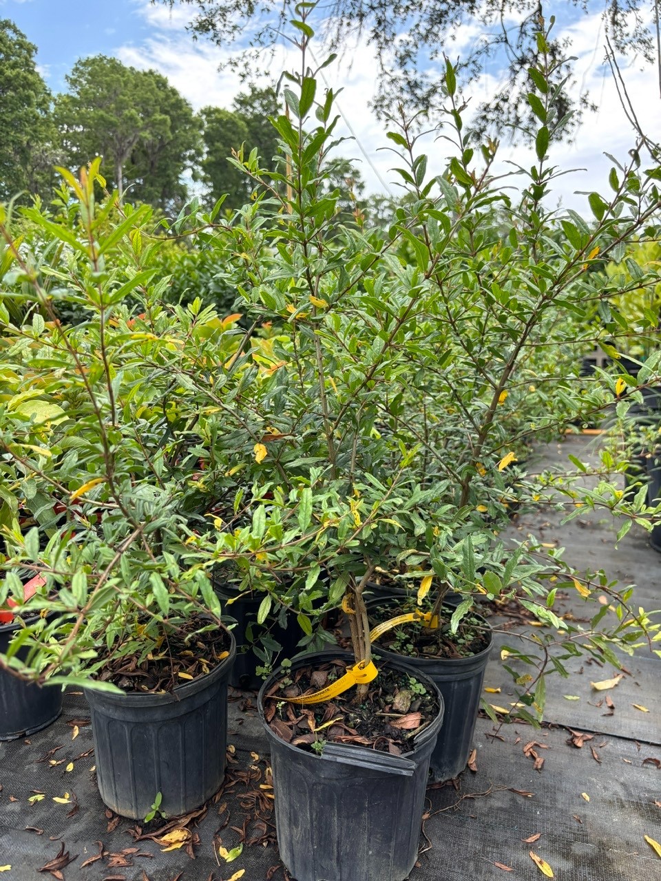Pomegranate Tree- Parfyanka- 3 gallon 3 Feet Tall. No CA shipping