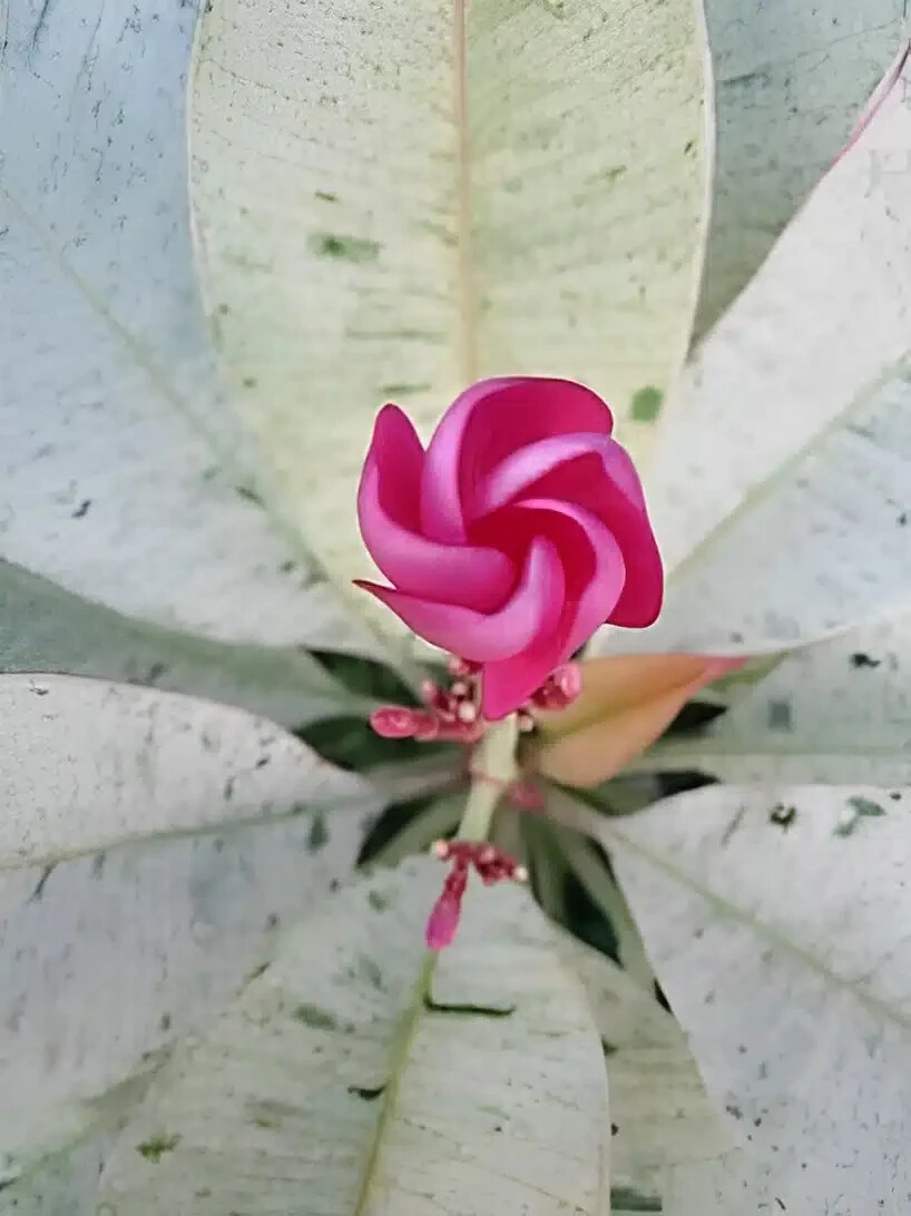 Red Blooming Variegated Leaf Plumeria rubra Frangipani Plant – ROOTED & GRAFTED