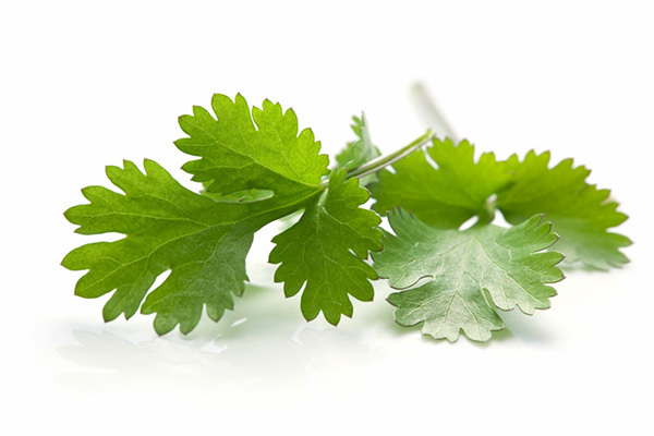 LATIN CILANTRO HERB CORIANDER (Coriandrum sativum) recao cuisine spice 150 seeds