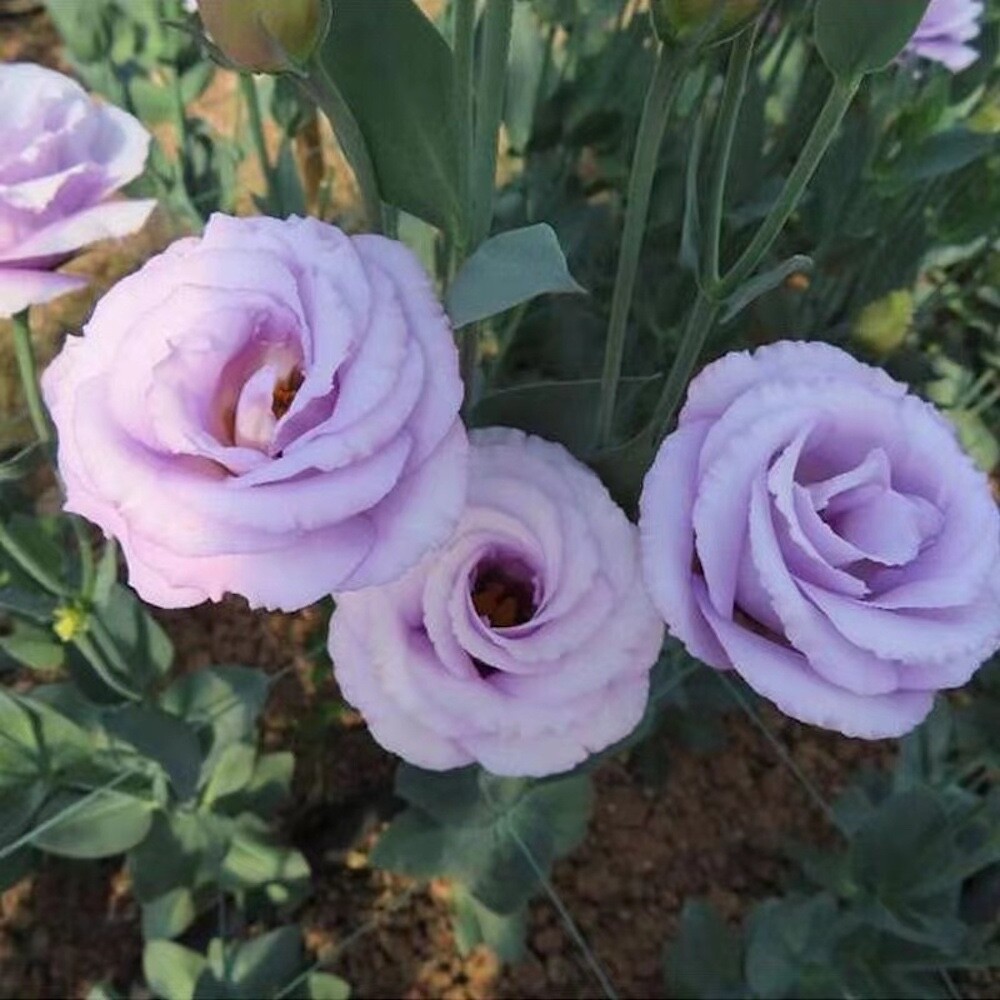 20 SEEDS violet purple LISIANTHUS (Prairie Gentian) Eustoma flower USA Seller