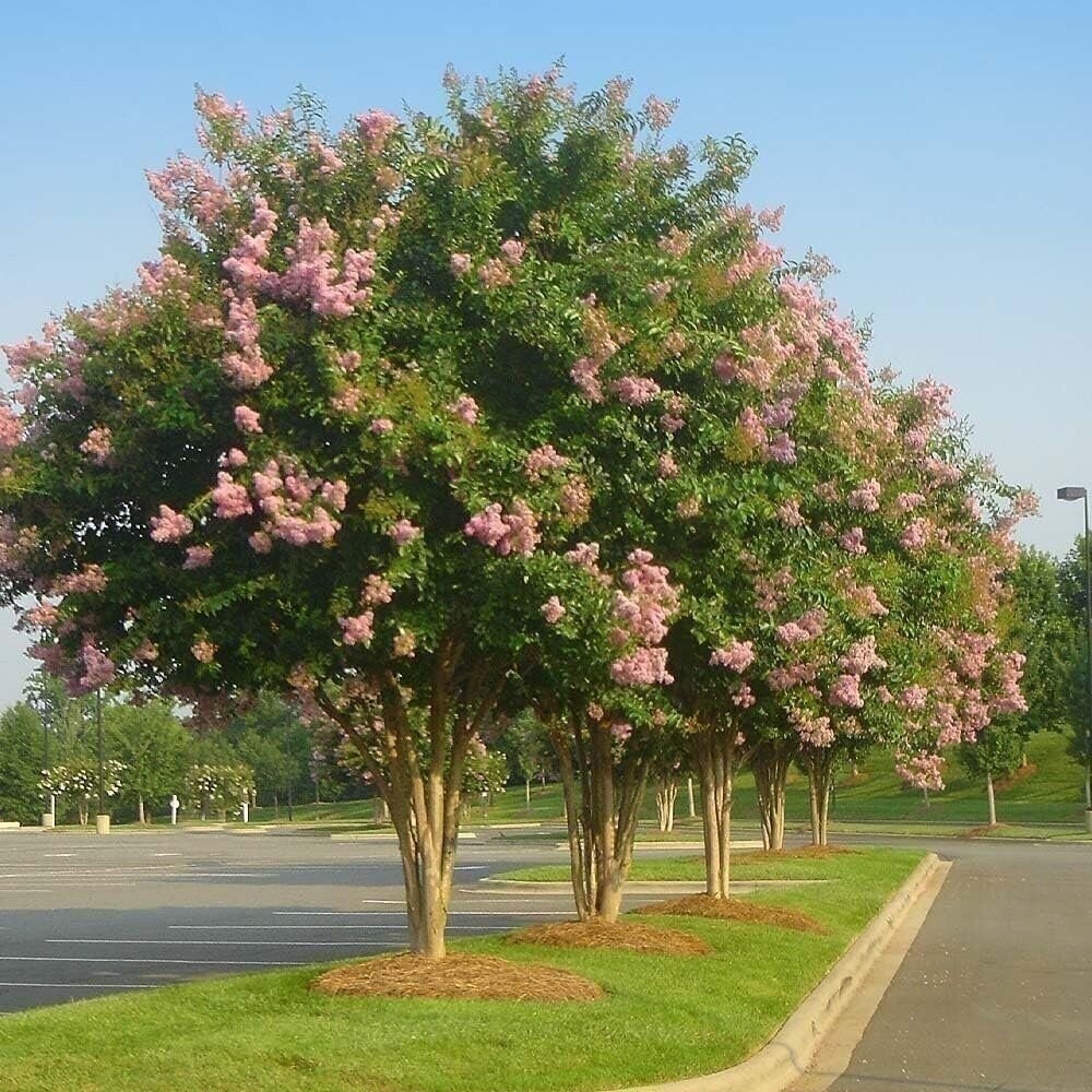 Crape Myrtle Sioux | 2 Inch | Lagerstroemia indica | Summer Blooms | Flowering