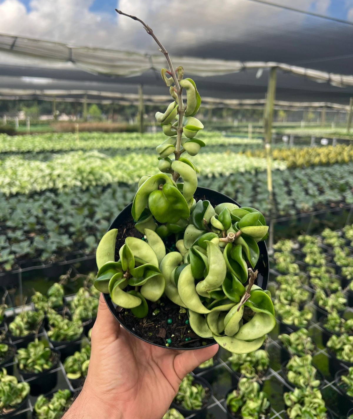 Hoya Hindu Rope Carnosa Compacta 2 Pack Live Plant 4 or 6 Inch Pot