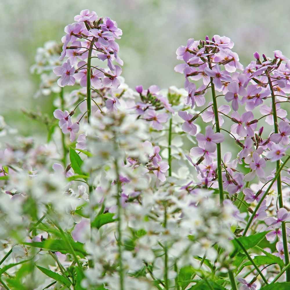 1 LB Dame’s Rocket Seeds – Hesperis Matronalis Wildflower Seed