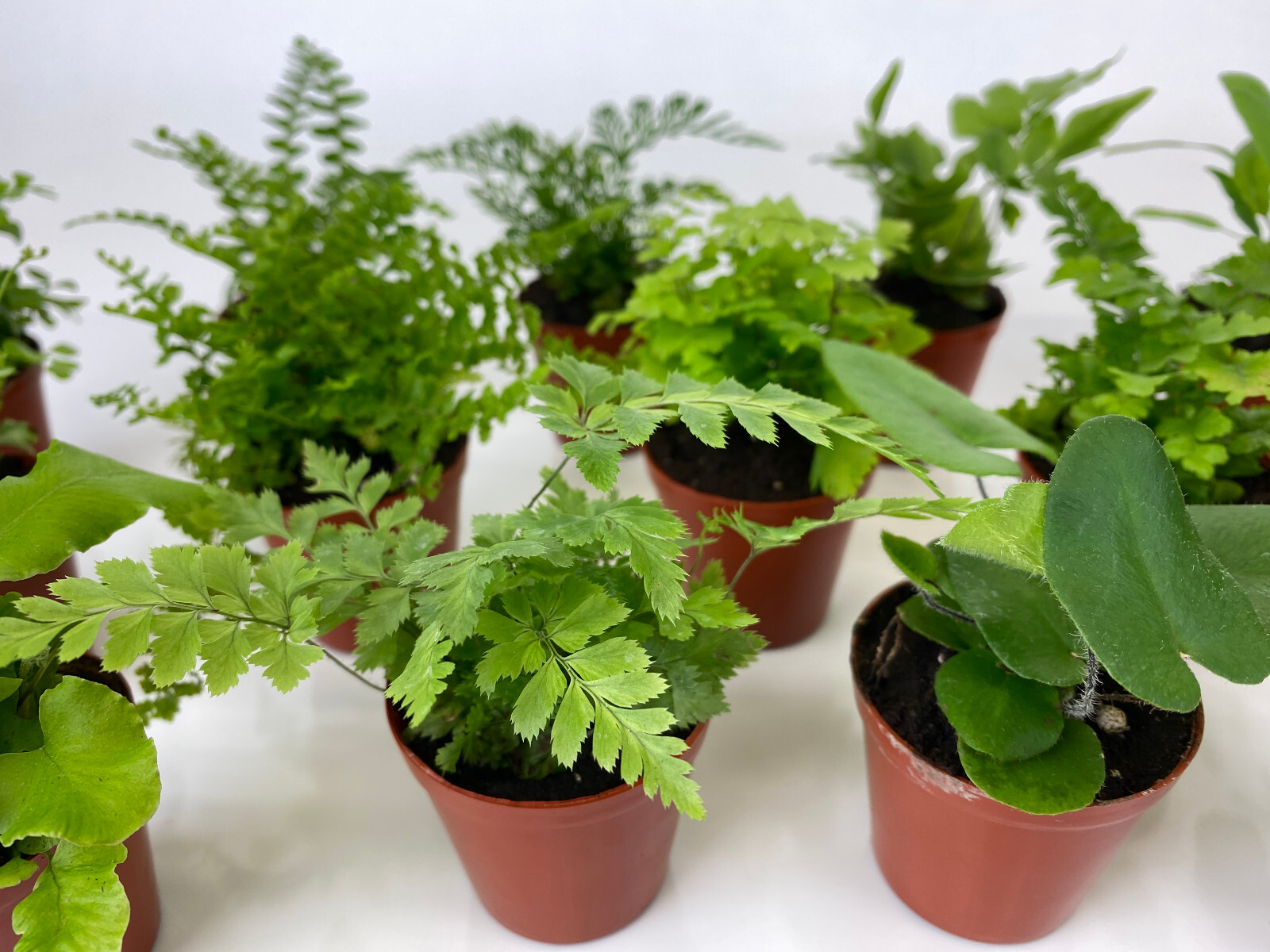 Mini Fern Plants (6 Plants) (2″ Pots) Terrariums Fairy Gardens (Assorted Plants)
