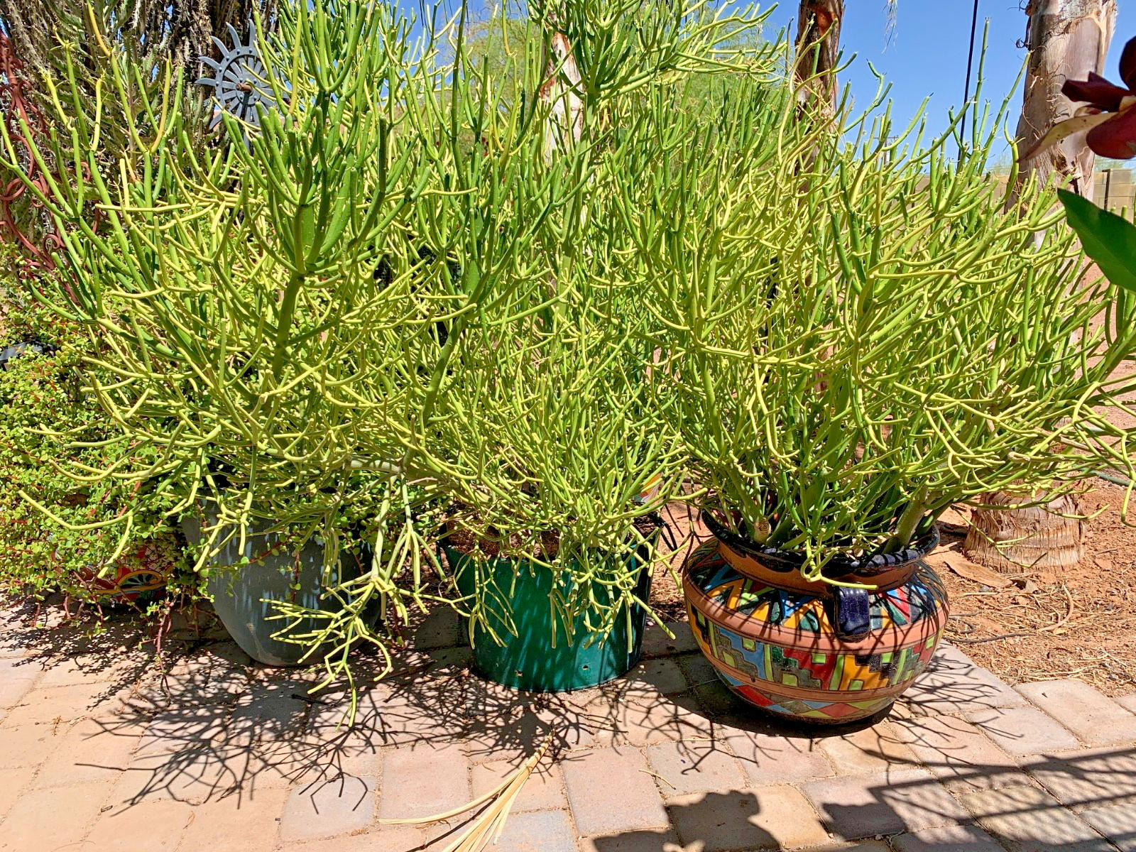 Pencil Cactus Live Potted Plant 2 Stems Per Pot Desert Plants Succulent