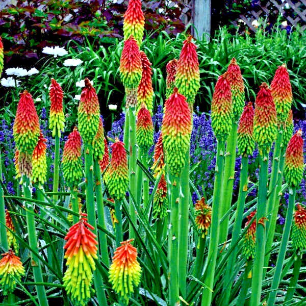20 “RARE DWARF” FIRE DANCE Torch Lily Flower Seeds Kniphofia hirsuta Hardy Plant