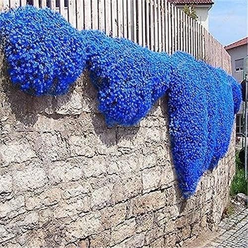 Creeping Thyme Seeds 21000+ Non-GMO Perennial Flower Ground Cover