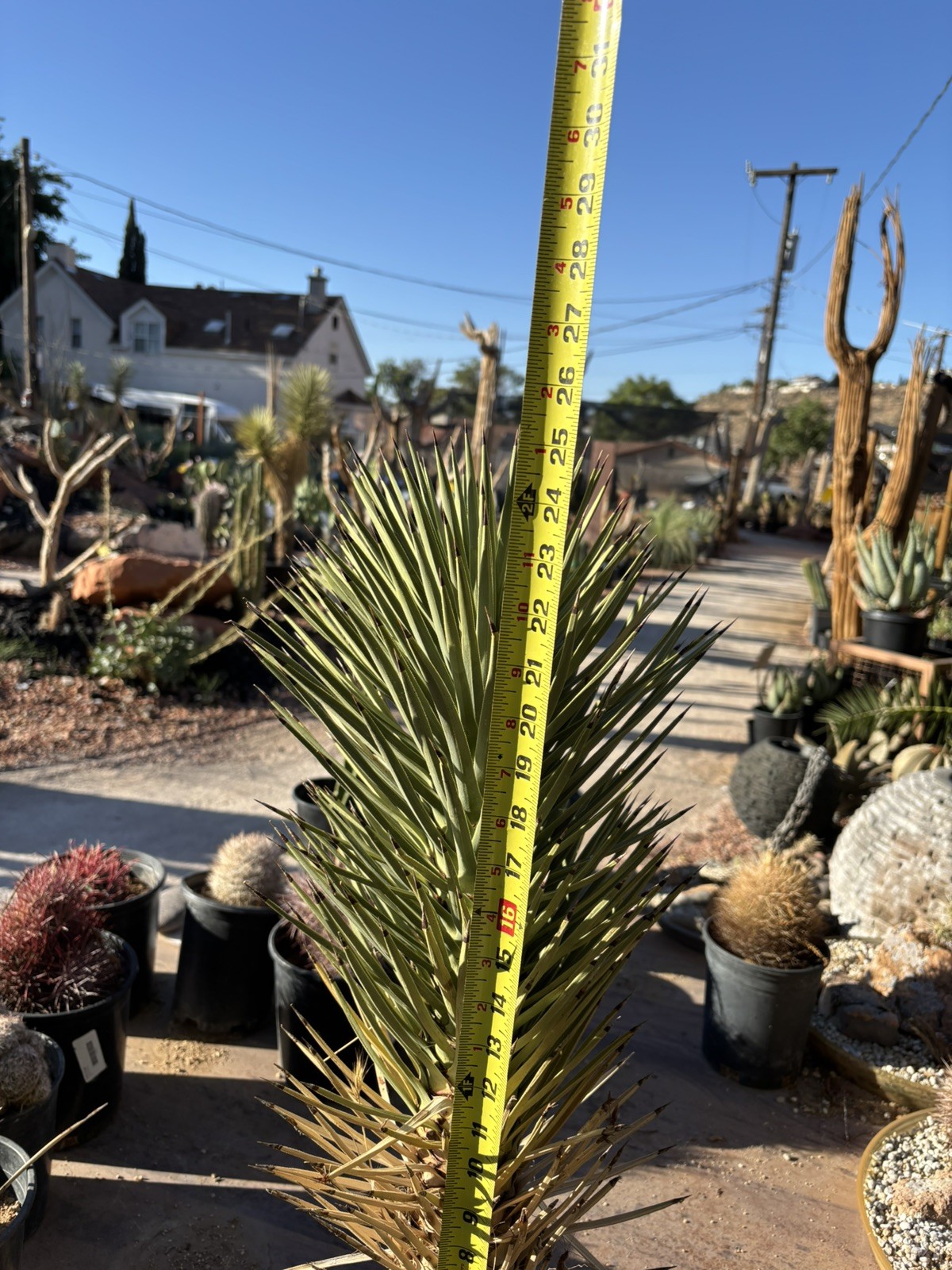 JOSHUA TREE #120 – SINGLE HEAD, 25 INCH – YUCCA BREVIFOLIA