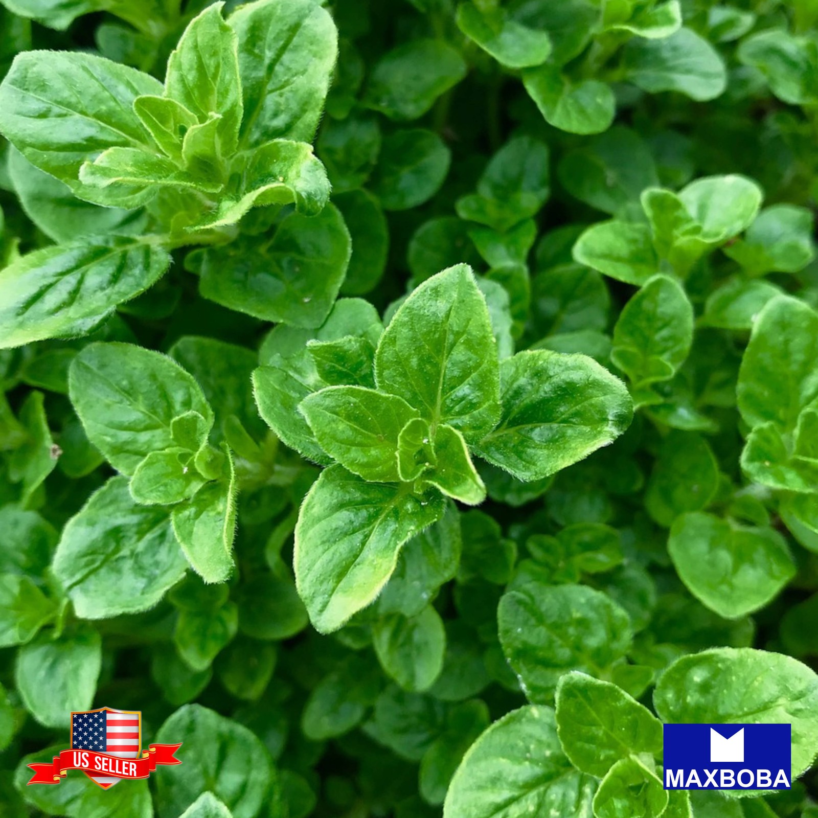 Oregano Sproutings 9000 Seeds Common Italian Heirloom Non-GMO