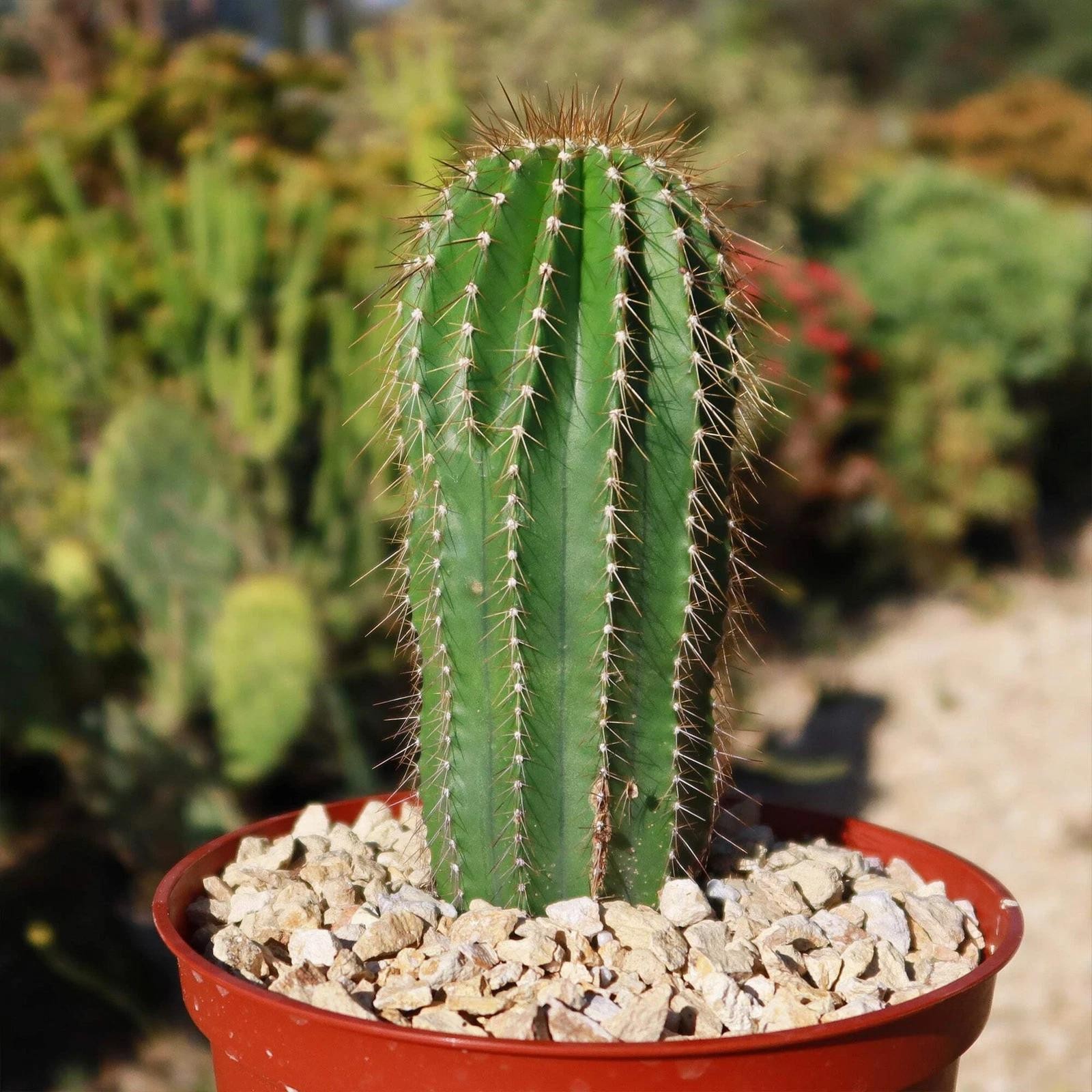 Neobuxbaumia polylopha Starter Plants Rare Columnar Cacti Succulent Live Plant