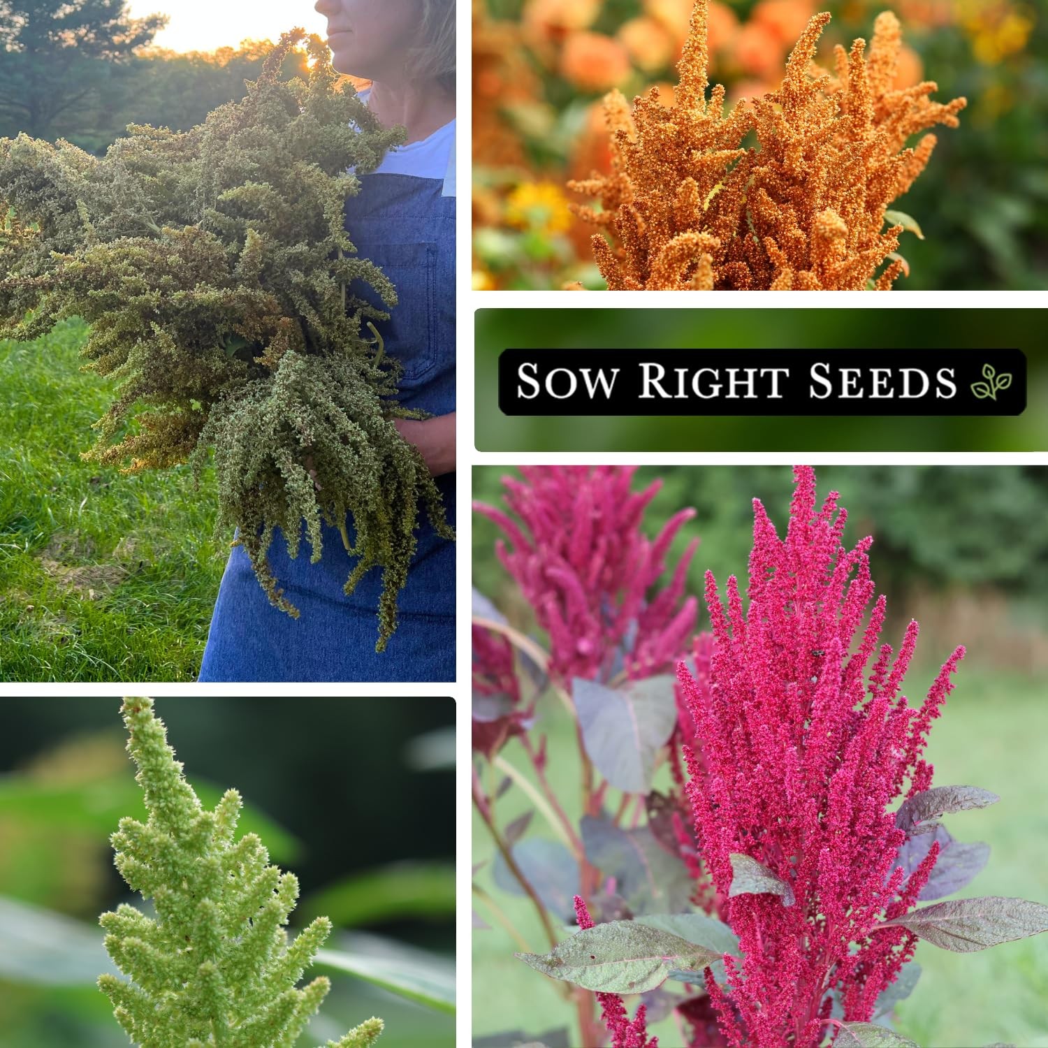 Sow Right Seeds – Amaranth Seed Collection for Planting – Non-GMO Mix