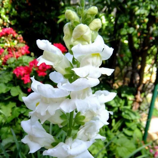 Snapdragon SNOWFLAKE Blooms Spring-Fall White up to 36″ Non-GMO 100 Seeds