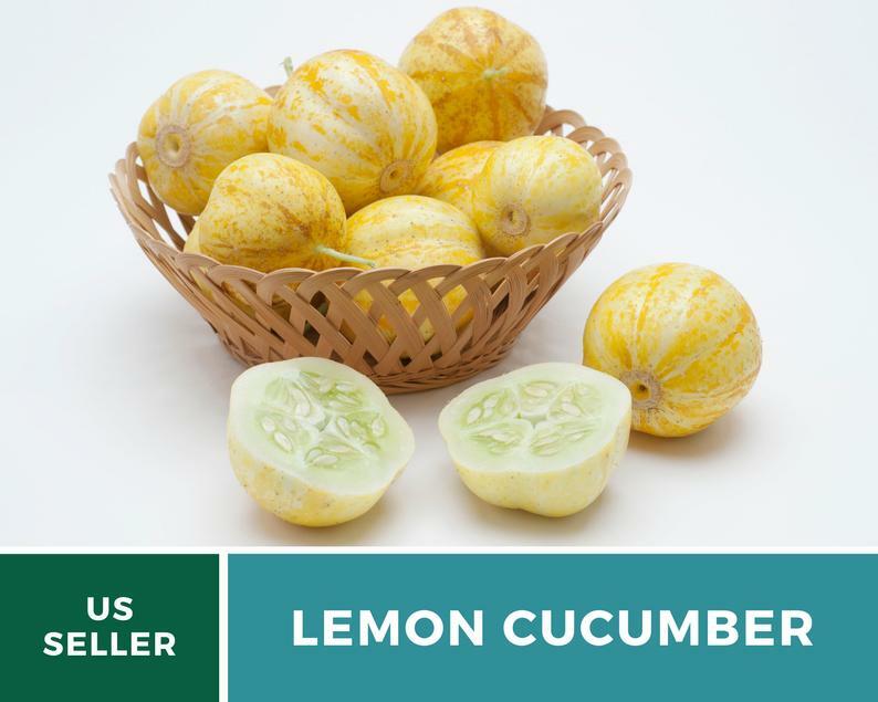 Cucumber, Lemon – 30 Seeds – Heirloom – GMO Free (Cucumis sativus)