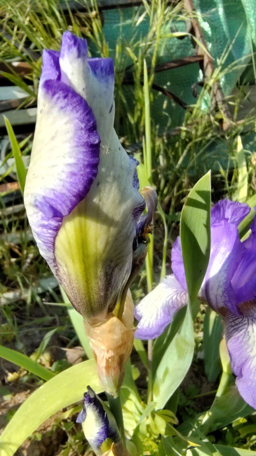 10x MIXED VARIETIES/COLORS IRIS BULBS RHIZOMES (Will BE TALL) Fresh