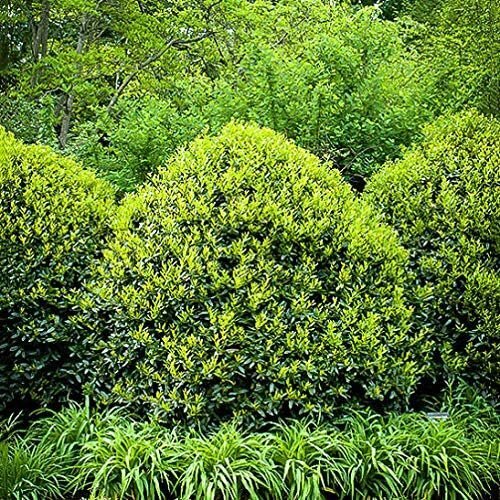 Needlepoint Chinese Holly – Ilex Cornuta – 50 Live Plants – Low Maintenance…