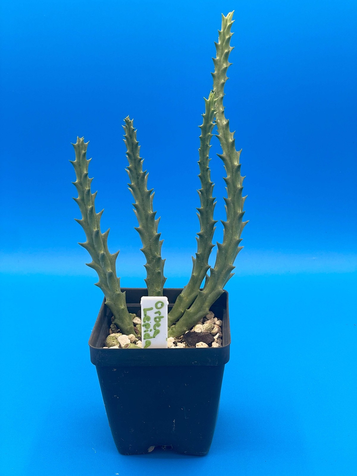 Orbea Lepida – Rooted in 3.5″ Pot – Stapelia Lepida