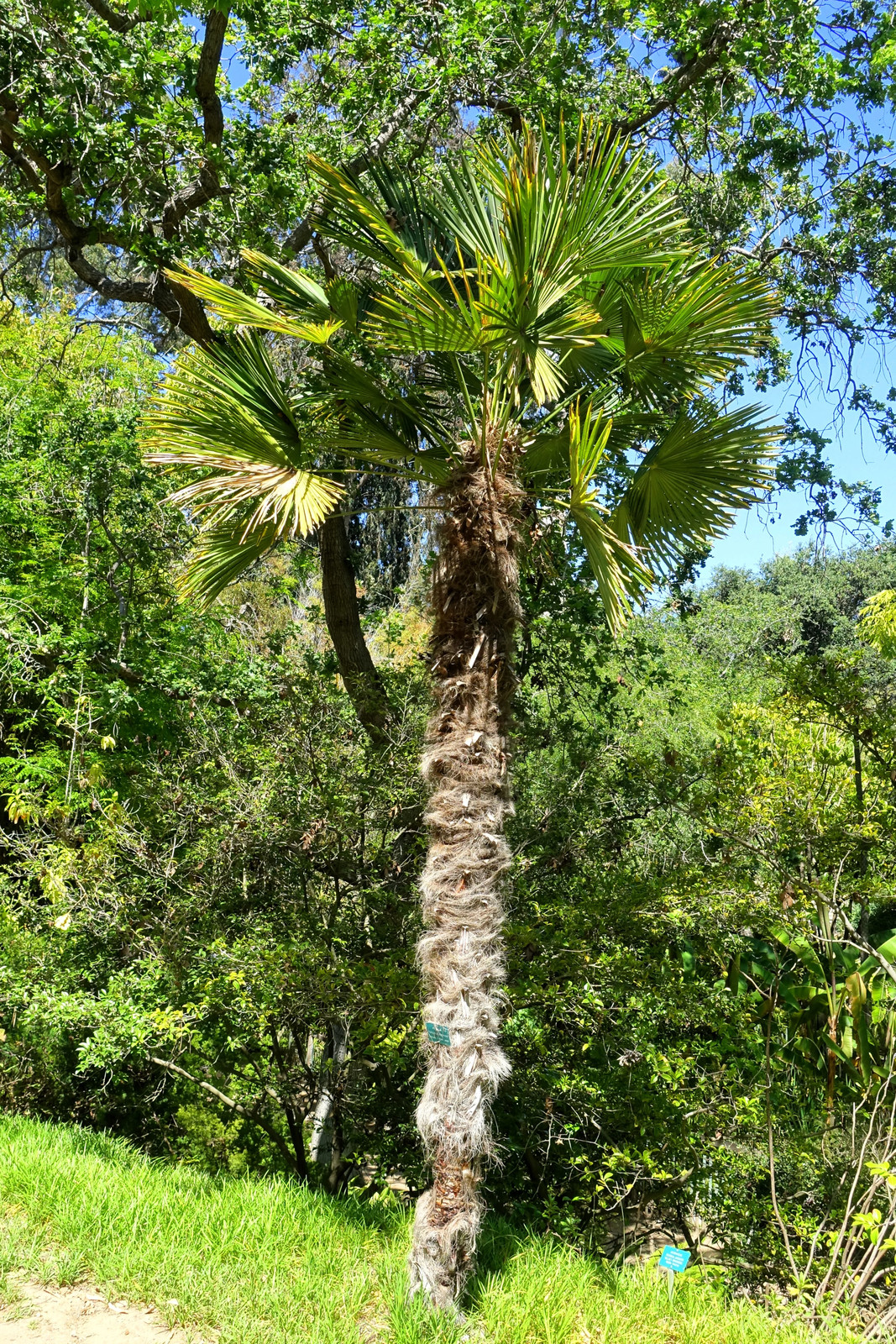 10 WAGNER WINDMILL PALM Trachycarpus Fortunei Wagnerianus Tree Houseplant Seeds