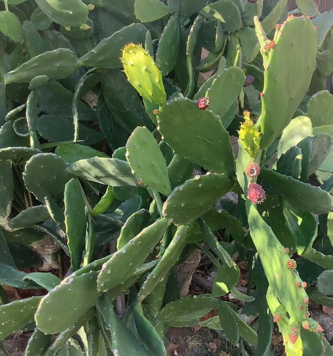 Edible Prickly Pear Cactus Opuntia Ficus 7 Pads For $12.00